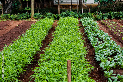 Lush organic vegetable garden featuring various crops in neat rows outdoors