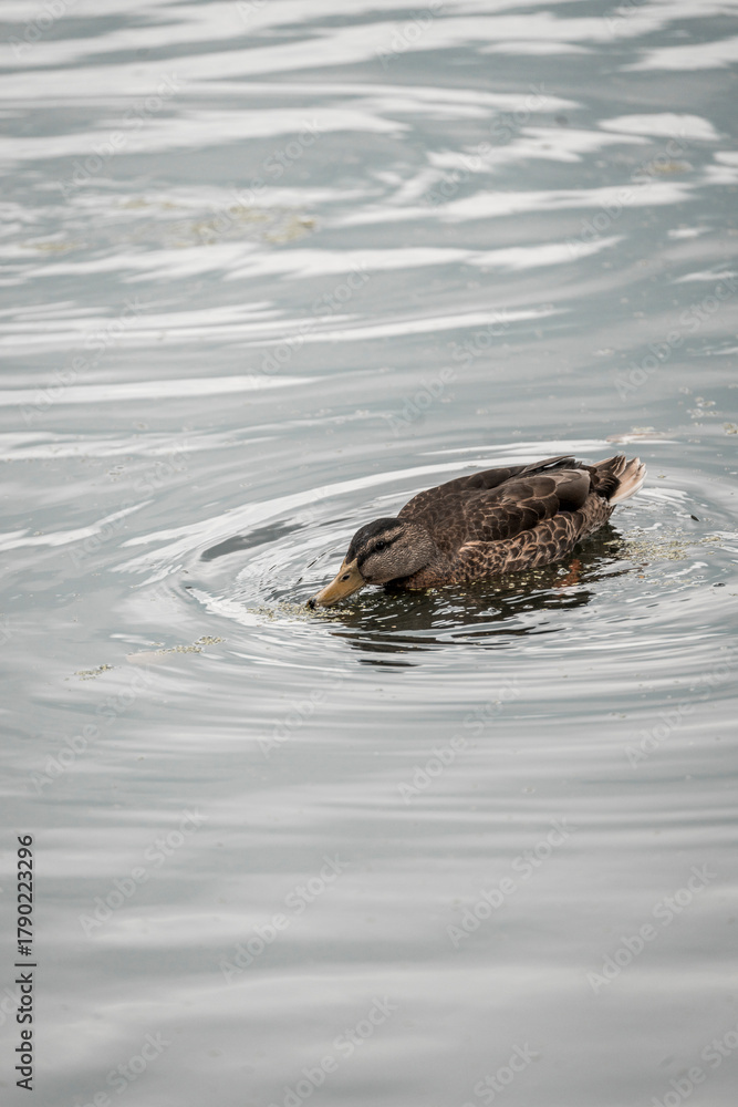 Fototapeta premium duck swimming in the water