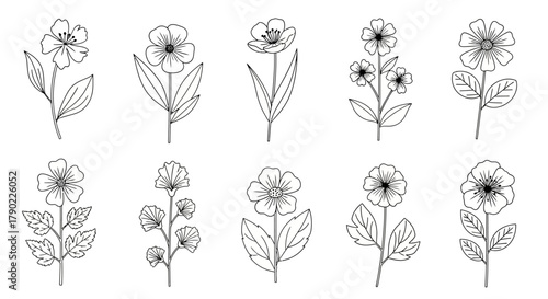 Botanical sketch collection, elegant floral designs in outline drawing style, nature-inspired