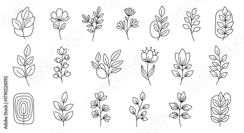 Elegant botanical line art illustration displaying minimalist floral arrangements and leaf