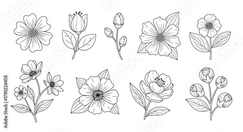 Hand-drawn floral sketches a diverse array of botanical blossoms for artistic and decorative
