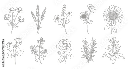 Elegant botanical outlines showcasing diverse floral species in minimalist design