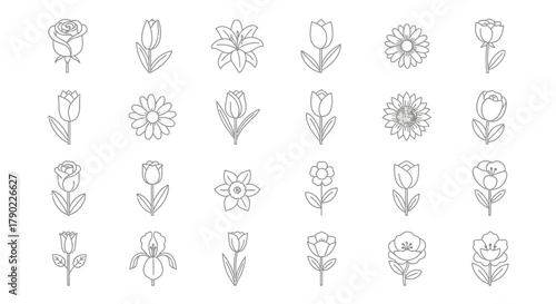 Elegant collection of botanical drawings showcasing diverse floral illustrations