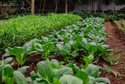 Vegetable garden flourishing with pak choi and water spinach cultivation scene