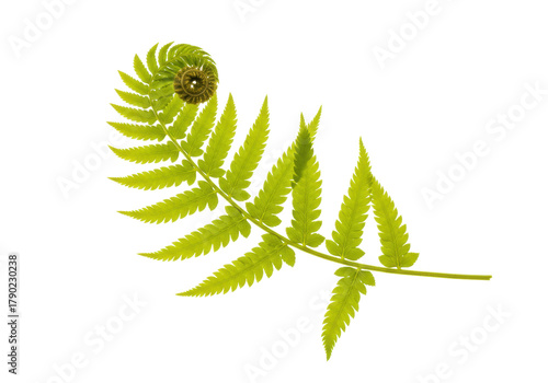 Isolated Unfurling Fern Frond Fresh Green Spring Growth, Fern Leaf Isolated, Botanical