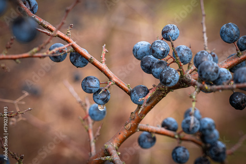 Close-up of wild blackthorn branch with blue sloe berries covered with rain drops. Prunus spinosa fruits used for making jams, gin, and natural medicine.
