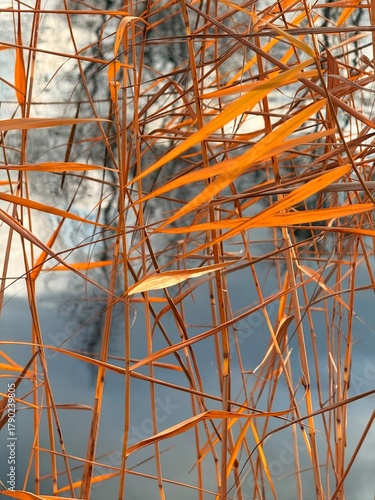 dry yellow reed grass on the pond