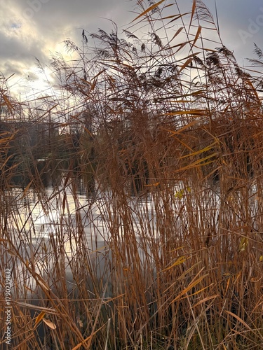 dry yellow reed grass on the pond