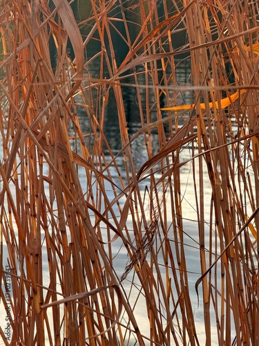 dry yellow reed grass on the pond