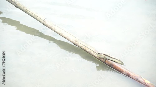 Climbing fish in mangrove forests in Thailand