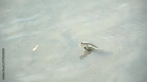 Climbing fish in mangrove forests in Thailand