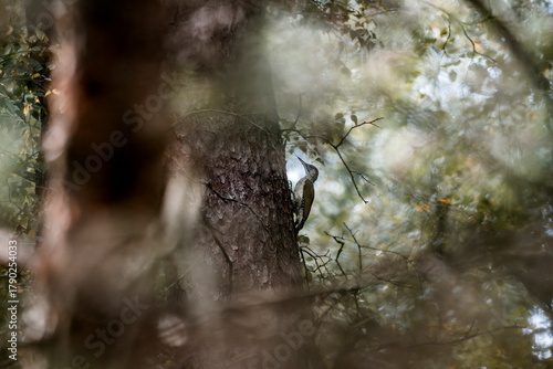 woodpecker bird in the tree forest