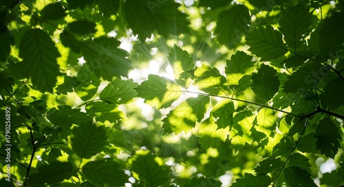 The intricate patterns of sunlight filtering through leaves.