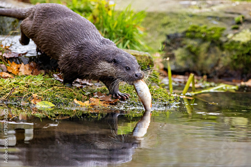 An otter on the shore (Lutra Lutra)