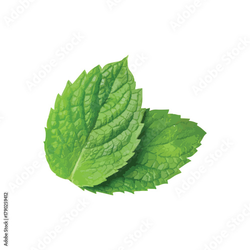 Close-up of Fresh Green Mint Leaves A Refreshing Herb for Culinary Use