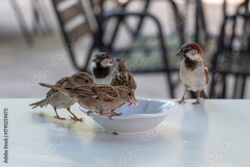 Friquet sparrow on a table eating bread crumb.
