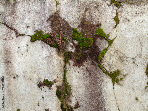 Old concrete Brick Wall with Moss