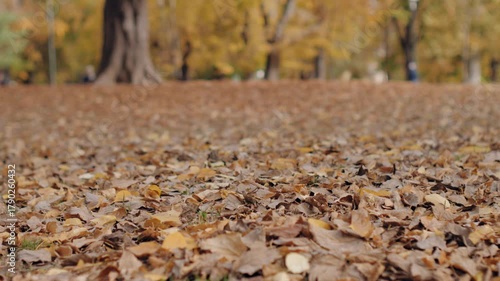 Low angle dolly shot of fallen autumn leaves covering the ground in a park
