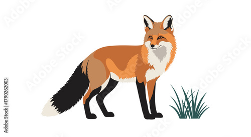 A beautiful stylized illustration of a red fox standing alertly, showcasing its distinctive orange fur and black markings, on a clean white background.