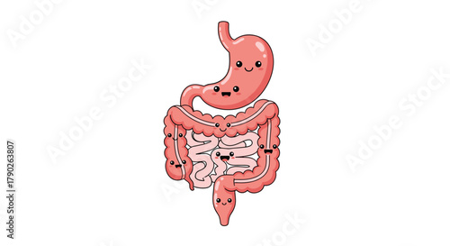 Adorable cartoon illustration of the human digestive system featuring a smiling stomach and friendly intestines on a plain white background.