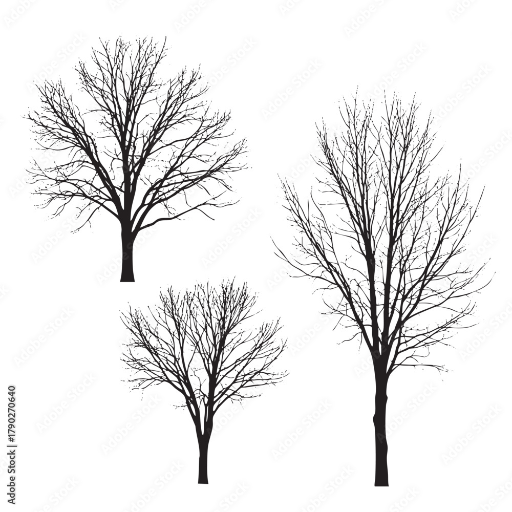 Obraz premium Three black silhouette bare trees with intricate branches against a white background winter