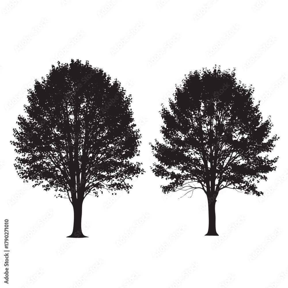 Obraz premium Two black silhouette deciduous trees with dense foliage on a white background vector