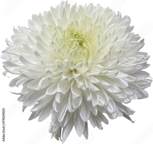 white chrysanthemum isolated png