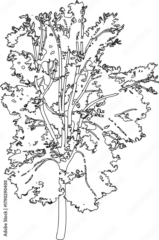Naklejka premium Coloring page with abstract deciduous tree with big crown for landscape design isolated on white background