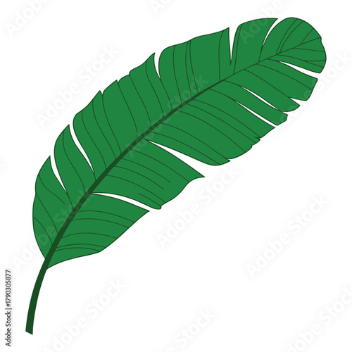 Tropical banana palm leaf isolated on white background vector illustration