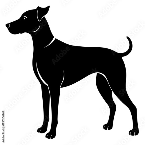 great dane dog