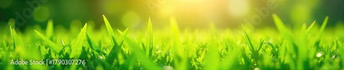 Sun-drenched blades of grass glistening with dew, a vibrant green carpet under a bright summer sky Perfect for nature, environmental, and summer themes , background, ecology, landscape