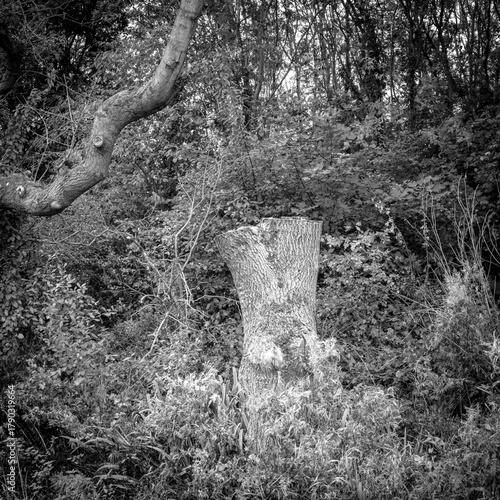 Large mature tree fully pruned to its trunk 