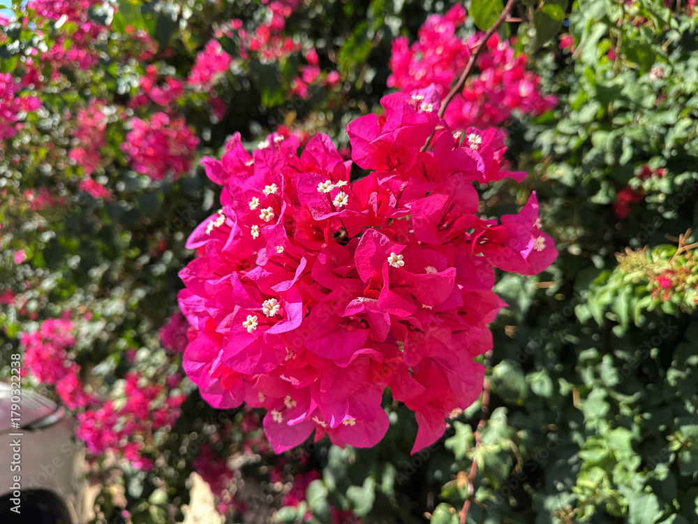 Fototapeta premium Tropical bougainvillea plant with vivid pink flowers