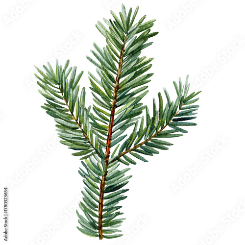 Watercolor pine branch green needles realistic spruce foliage winter plant illustration natural forest element for seasonal decor