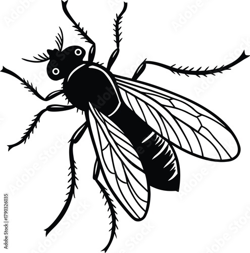 Detailed black and white illustration of a common housefly insect with intricate wings and legs on a white background