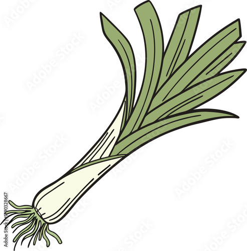 leek vector art