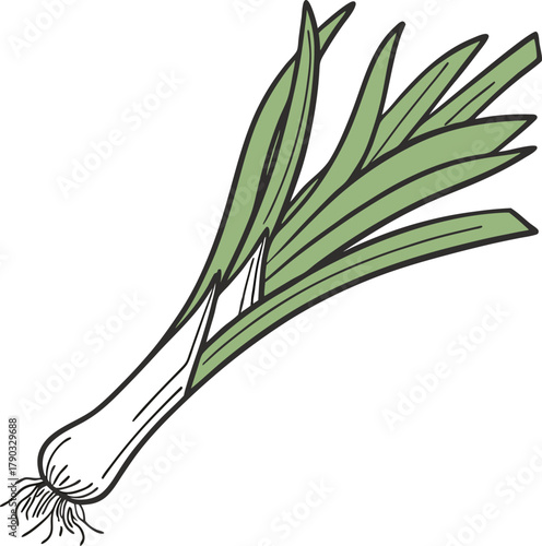leek vector art