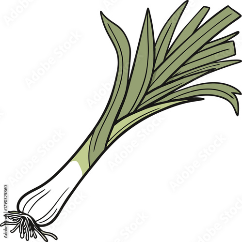 leek vector art
