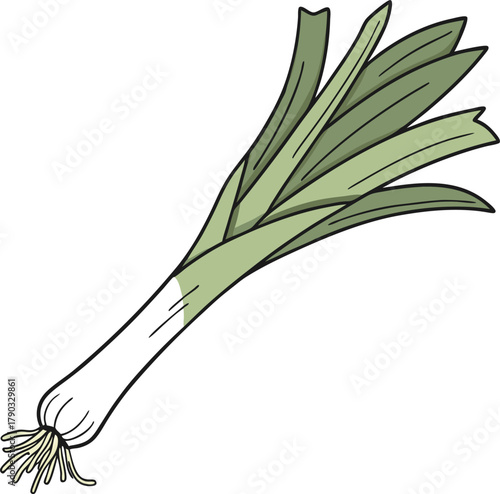 leek vector art