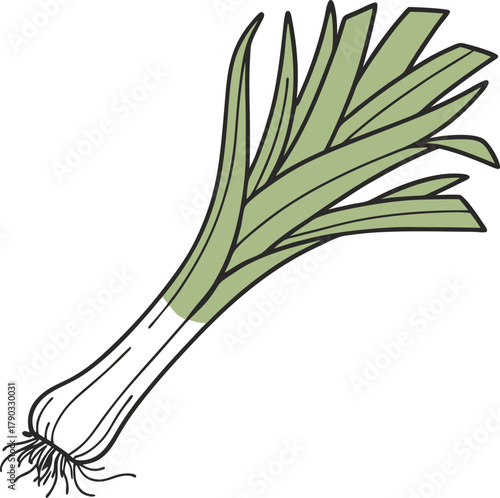 leek vector art