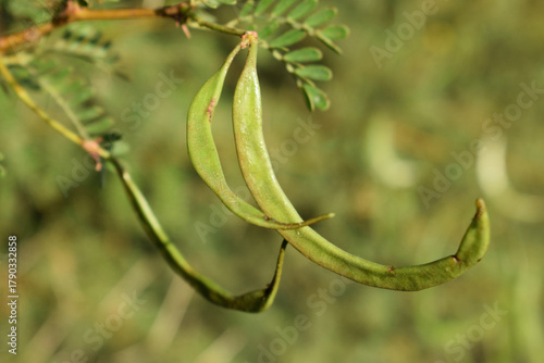 green seed pods hanging from a branch with small compound leaves, photographed in natural daylight against a blurred background. The image highlights plant growth and seed development