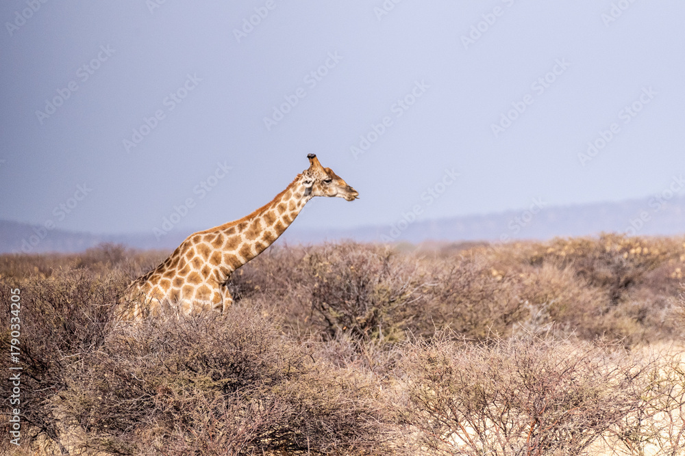 Fototapeta premium An Angolan Giraffe -Giraffa giraffa angolensis- standing on the plains of Etosha national park, Namibia.