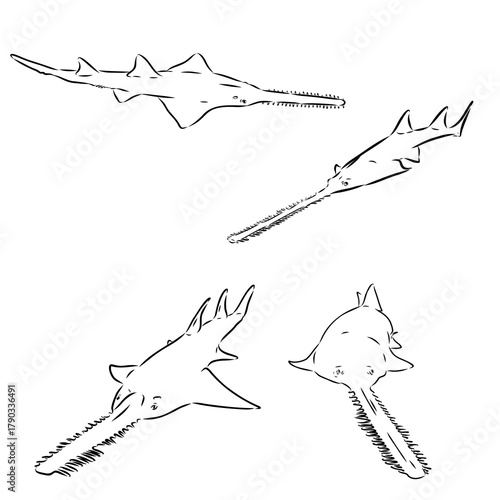 Sawfish — Vector Sketch