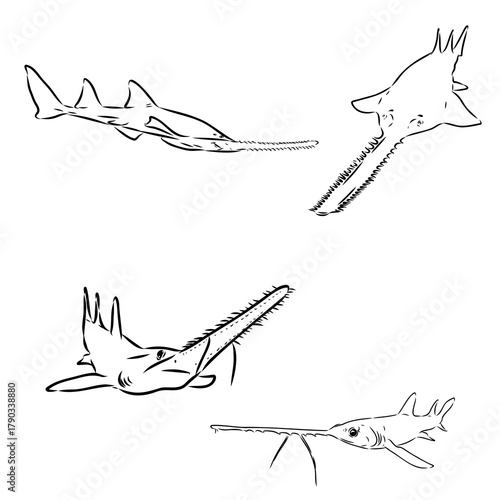 Sawfish — Vector Sketch