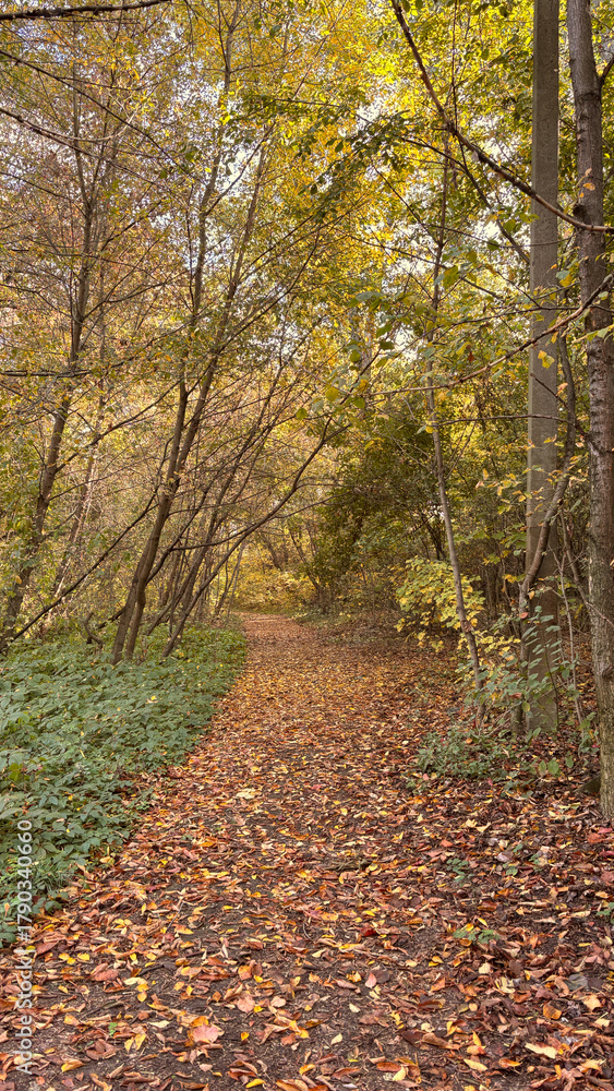 Naklejka premium Autumn trail covered with fallen leaves in a peaceful forest setting during the afternoon