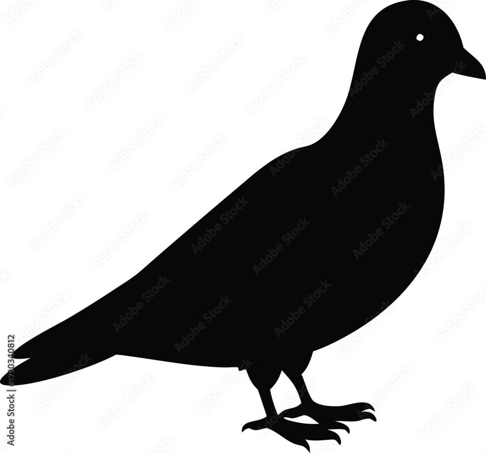 Obraz premium pigeon silhouette
