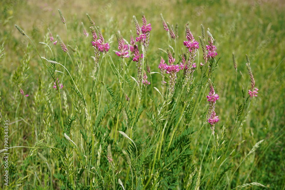 Obraz premium Pink flowers of sainfoin on a natural meadow in summer