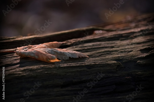 Herbstblatt auf einem verrottetem Baum