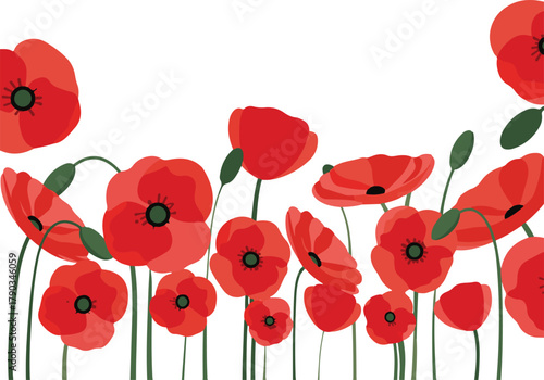 poppy flowers vector illustration