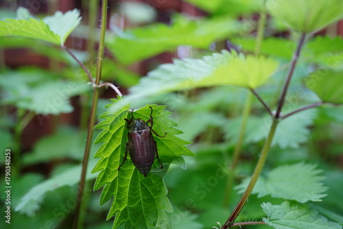 Foto Cockchafer (Melolontha melolontha) – close-up of a summer beetle